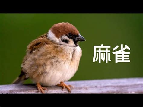 麻雀飛進家裡|一隻麻雀飛進家裡預示,麻雀飛進家裡代表什麼意思？